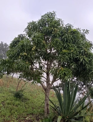 Mango tree