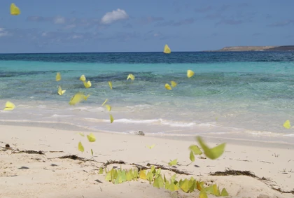 Butterfly Beach; .
