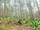 Forêt-des-Pins