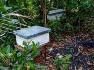 Agriculture: Beekeeping is an alternative activity for fishermen in St -Jean du Sud.