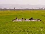 Acul-Des-Pins