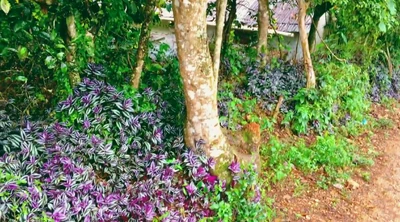 Purple ground cover (Tradescantia zebrina) lining a footpath in Goyavier’s uplands.