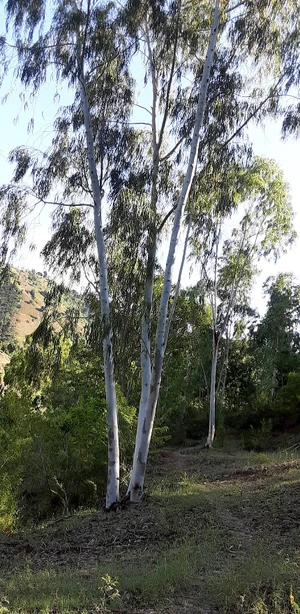 Tall fast-growing trees planted along a hillside in Gros-Morne, helping stabilize soils and regulate wind exposure across cultivated slopes.