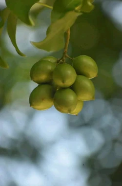 A bunch of green kenèp ripening on the branch, a familiar sight in rural yards during the warmer months.