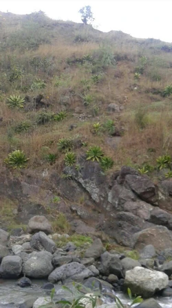 Rocky stream bank and hillside vegetation in Citronniers, showing thin soils and exposed stone.
