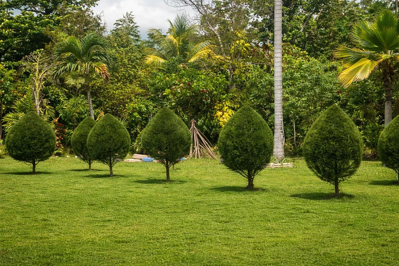 Manicured green space at Eden Haiti, featuring neatly trimmed ornamental shrubs set against a backdrop of lush tropical vegetation and palm trees.