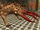 Bullsquid first.jpg