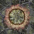 Ранняя текстура.