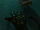 Armored headcrab.png
