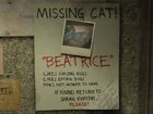 HLA Cat05.jpg (75 КБ) Объявление Сары о пропажи её кошки Беатрисы.