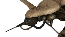 strider half life wiki fandom