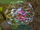 Of protozoa close.jpg