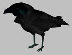 Half-Life 2 crow model.