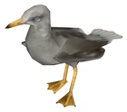 Half-Life 2 seagull model.