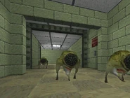 Houndeye pack.jpg (161 KB) Early Houndeyes in an early Black Mesa.