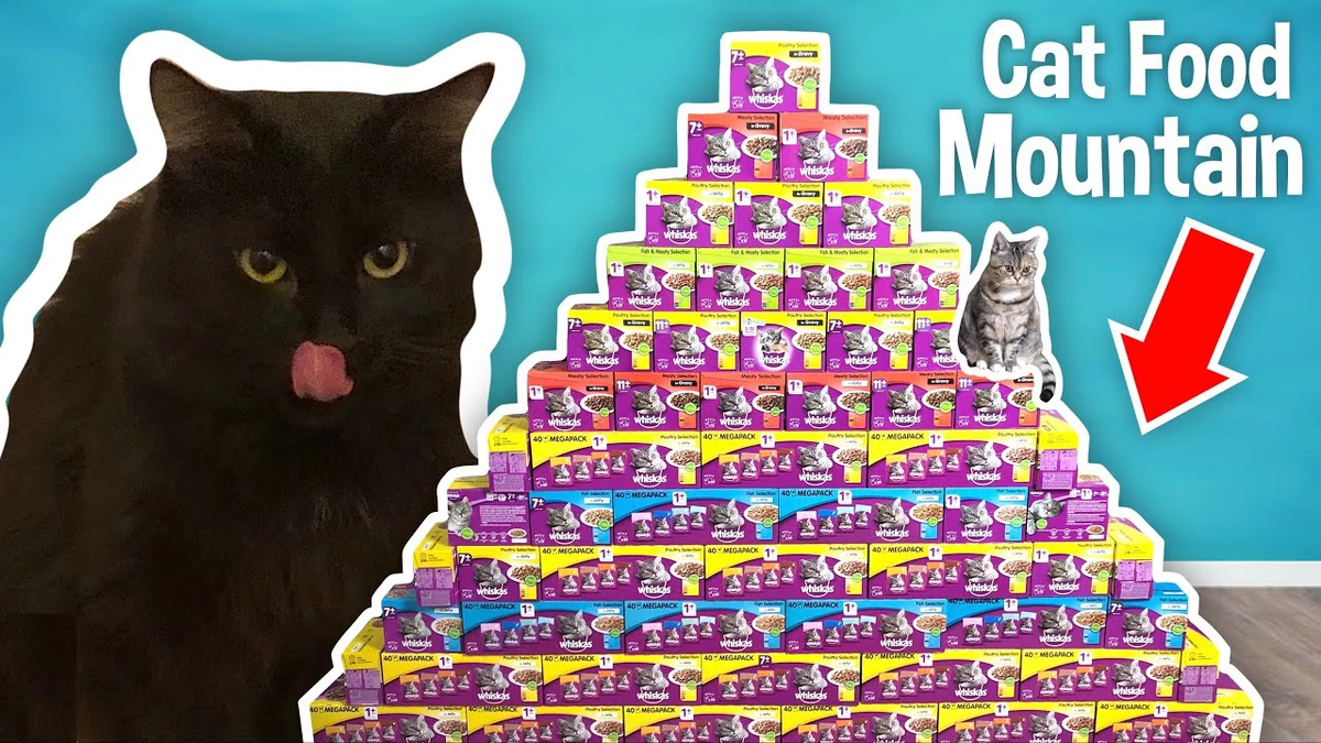 I Gave My Cats The Best Day Ever! Halfasleepchris Wiki Fandom