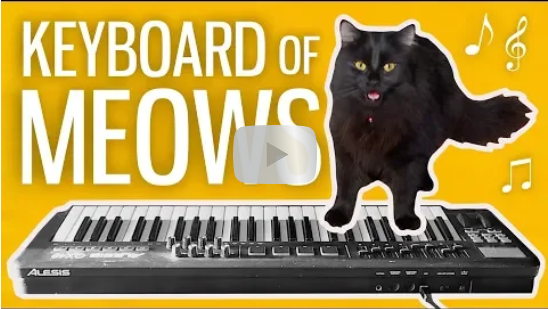 I Made A Keyboard From My Cats Meows Halfasleepchris Wiki Fandom 4619