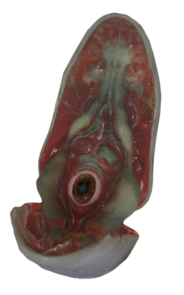 Xen Clam