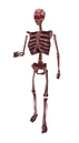 Dm skeleton 25upd.png (98 КБ) Модель скелета