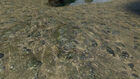 Усоногие на каменистом пляже Святой Ольги.