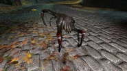 Gift Kopfkrabbe humpelnd.jpg (318 KB) Eine Giftige Kopfkrabbe führt humpelnde Bewegungen im Ruhezustand aus.