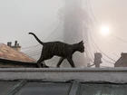 Ещё одна кошка гуляет по крыше.