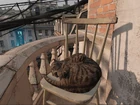 Спящая кошка на балконе.