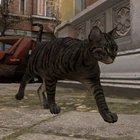 Кошка гуляет по улице Сити 17.