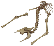 Скелет жирафа. Модель называется sadgiraffe.