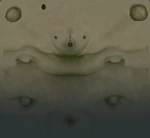 Textura no utilizada de la etapa larval, encontrada en los archivos del Episodio 2