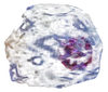 Protozoan infobox