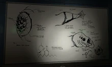 Pizarra con el dibujo de un Houndeye, un Leech y del Dopefish.