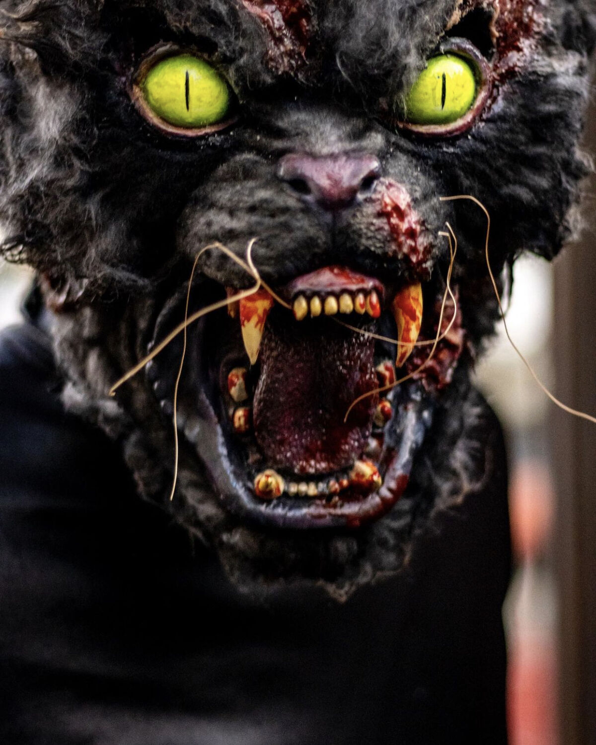 Black Cats Halloween Horror Nights Wiki Fandom