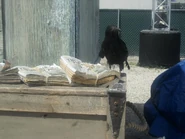 Image from Freaks of HHN