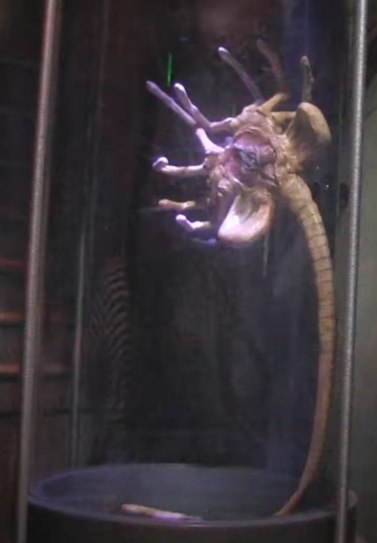 Facehugger Halloween Horror Nights Wiki Fandom