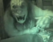 Yeti 13.png (302 KB) Yeti featured in the Yeti Terror of the Yukon haunted house during Halloween Horror Nights 29 Image from Behind the Thrills on Youtube.