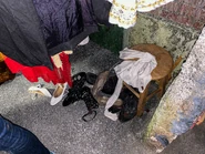 Credit to Dallas thompson and relive the magic