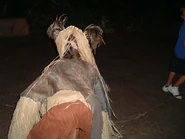 Image from the now defunct IOACentral.com