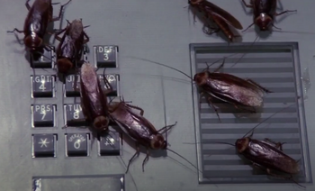 Cockroaches