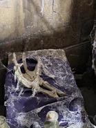 Creature Hand.jpg (1.45 MB) Image from HHNManics