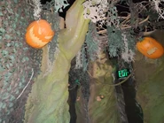 Image from HHNManics