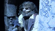 The Wolfman.jpg (406 KB)