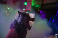 Image from Westcoaster.com
