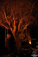 Image from amusementplanet.com