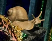 Snail