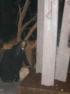 Image from Robin Kangas