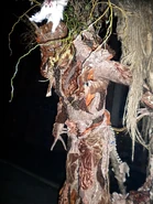 Image from shaebay on Flickr