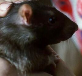 Elvis the Rat