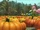 Big Pond Pumpkin Patch