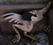Chickens on Bazaar